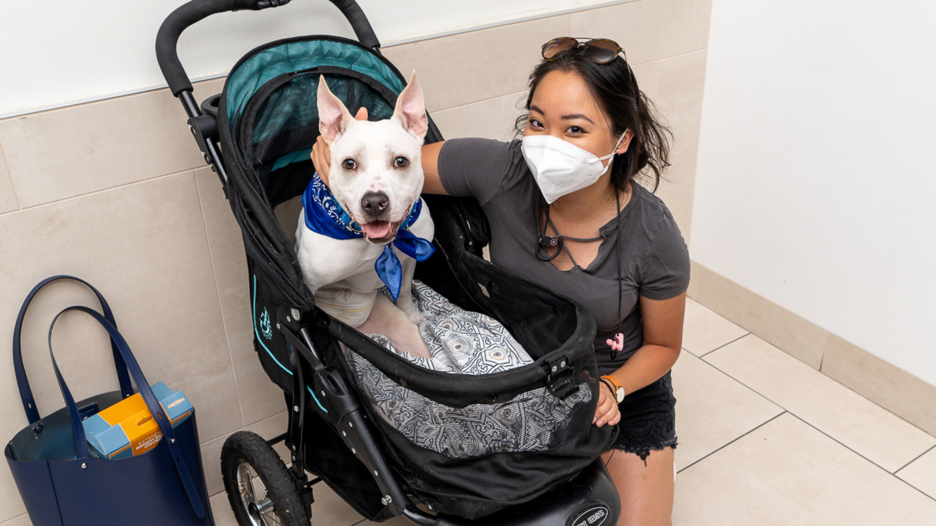 Baxter, a paralyzed pup, in a stroller getting ready to go home!