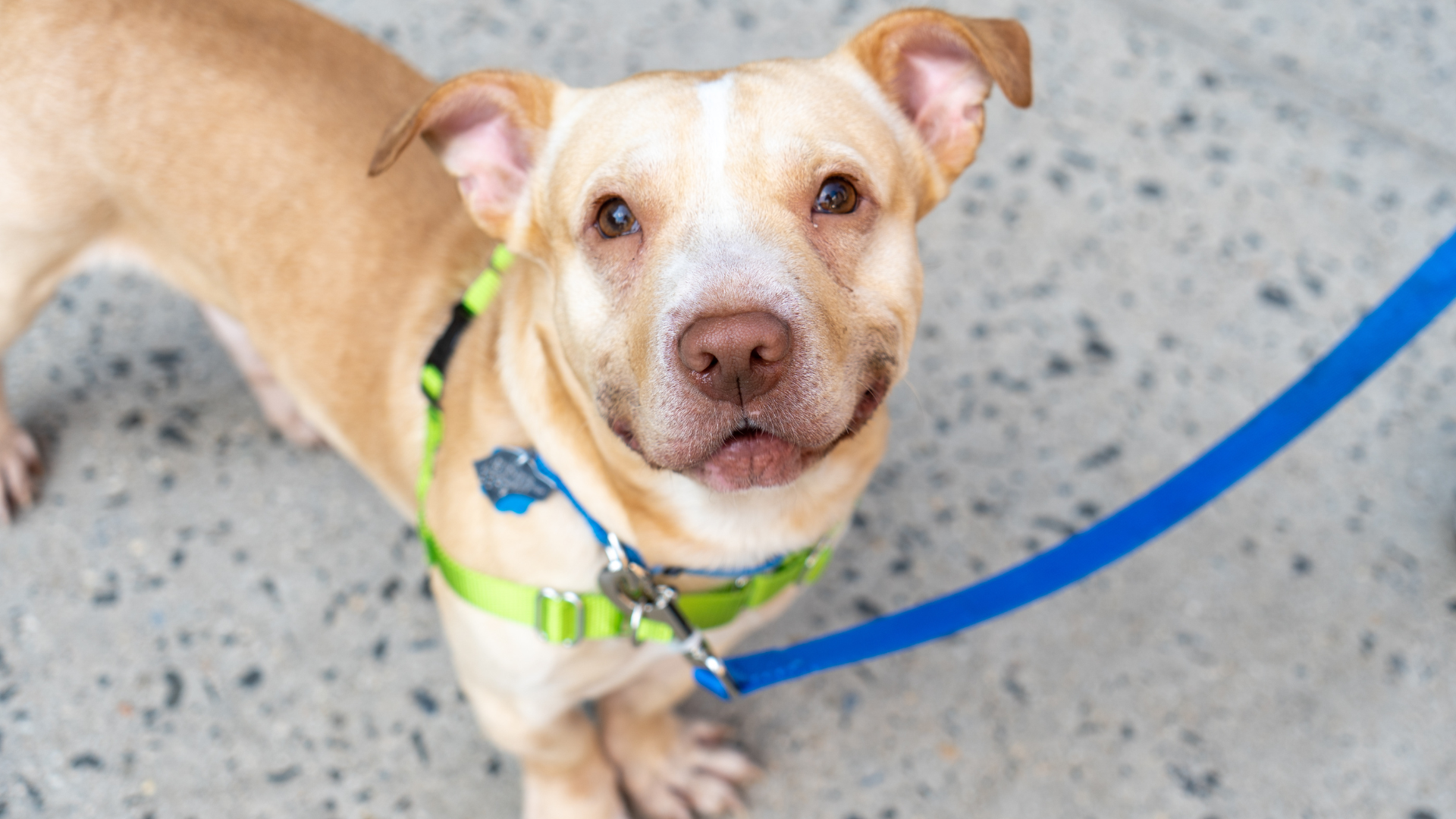 Hero - Smiling Dog