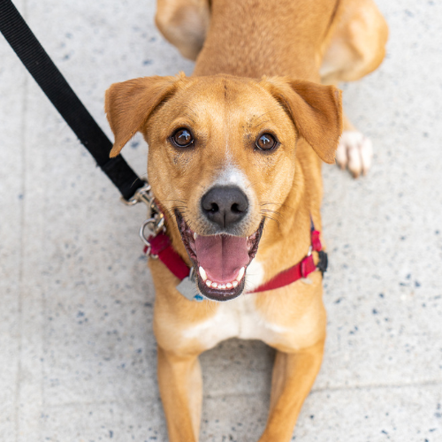 Hap, a dog in the training program, smiling