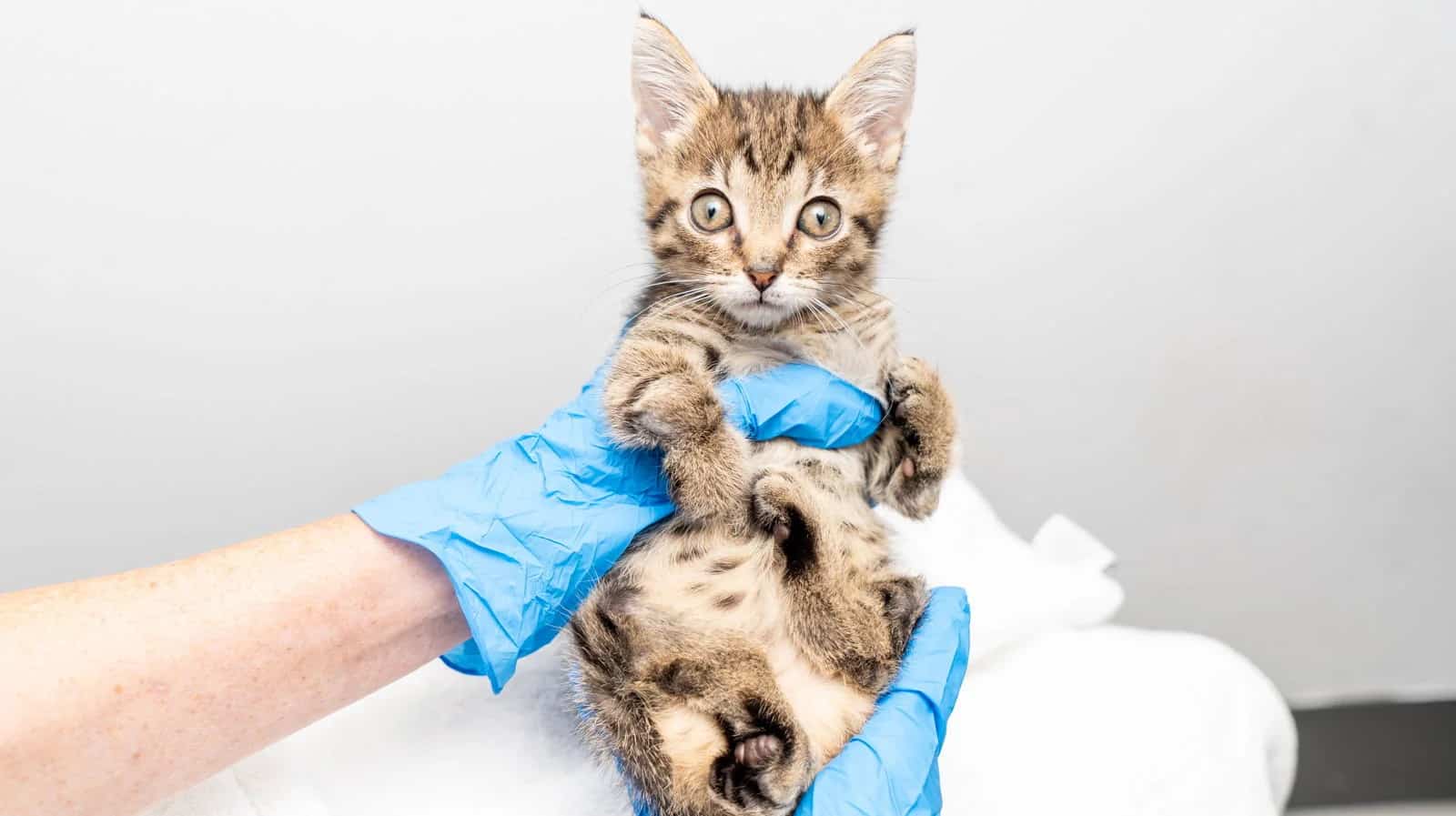 Cruz, a young kitten with deformities on all four of his legs.