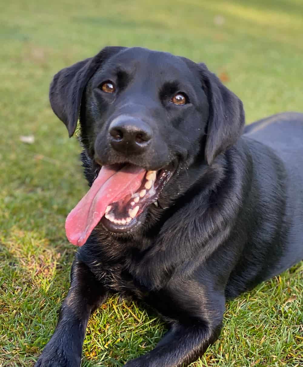 An excited black lab lets his tongue hang out while laying in the grass.