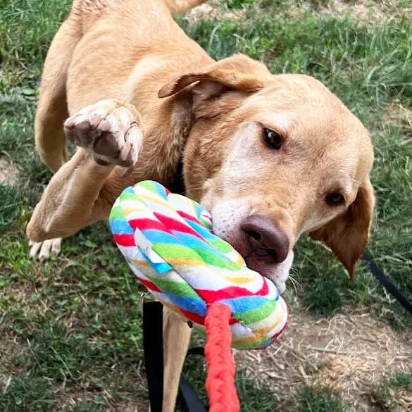 A Camp Underdog participant playfully tugs on a chew toy.