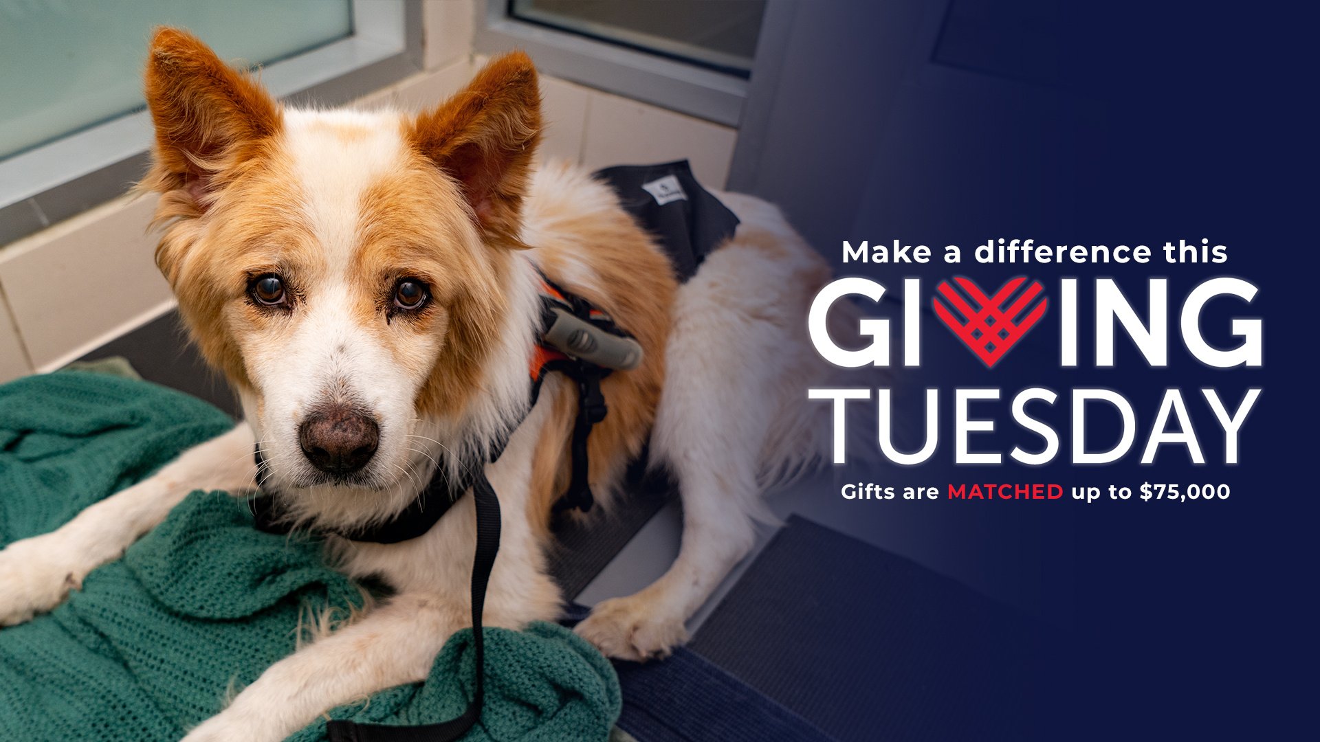 GivingTuesday