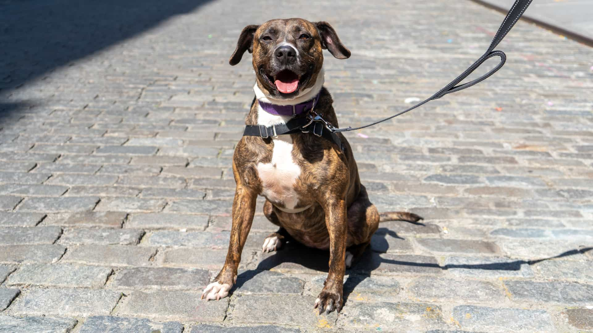 A dog in a leash and harness sits on a cobblestone road and peers curiously at the camera.