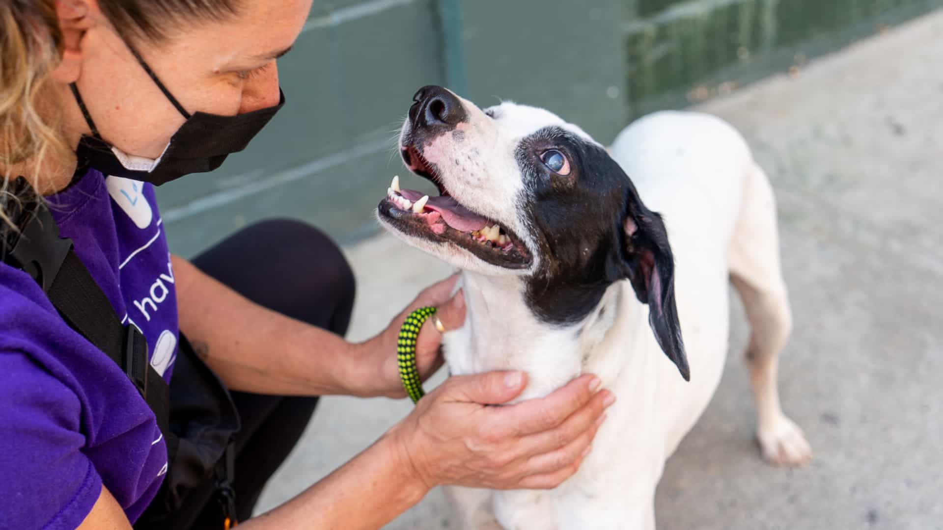 An Animal Haven volunteer affectionately ruffles a shelter dog's fur.