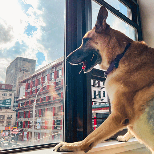 underdog-sadiewindow underdog-sadiewindow