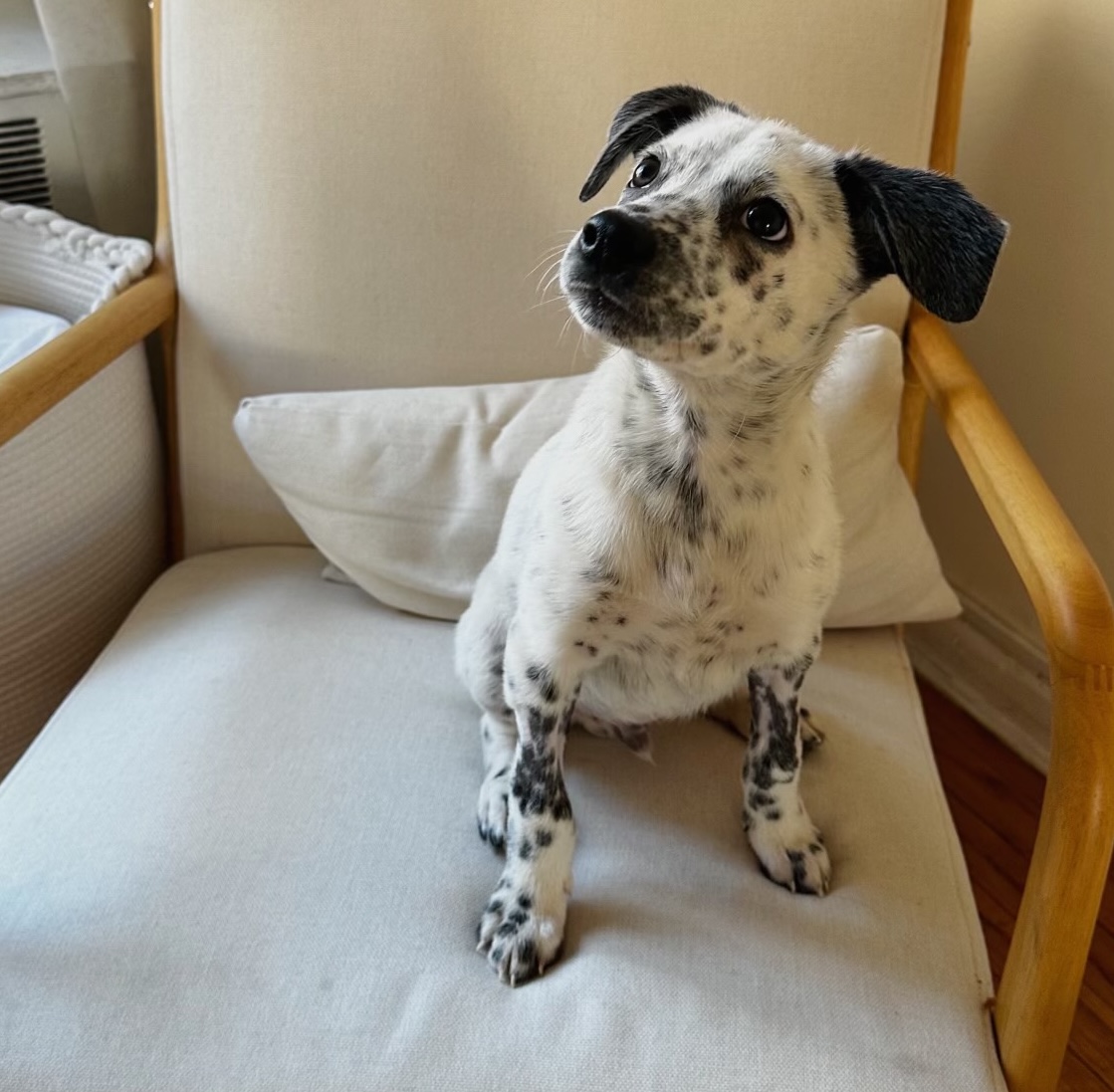 A small black and white puppy sitting on a chair.