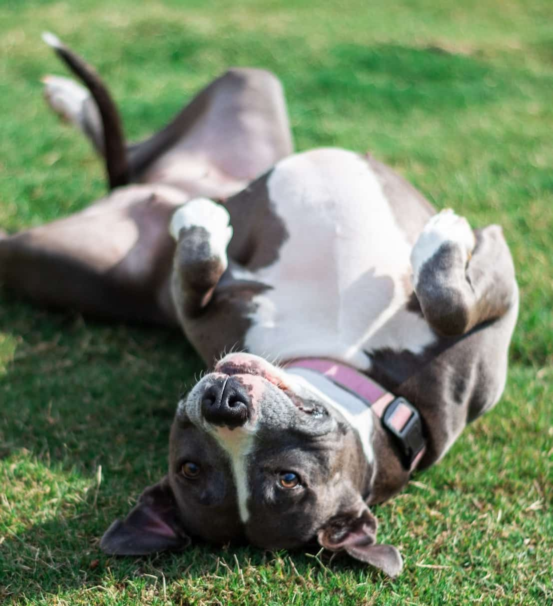 An American Terrier smiles at the camera while rolling in grass.