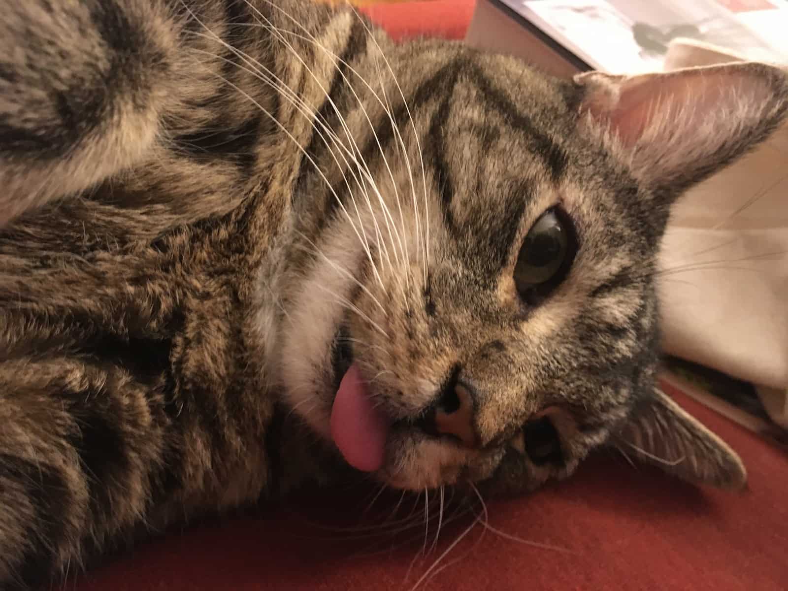 Bill with his tongue stuck out.