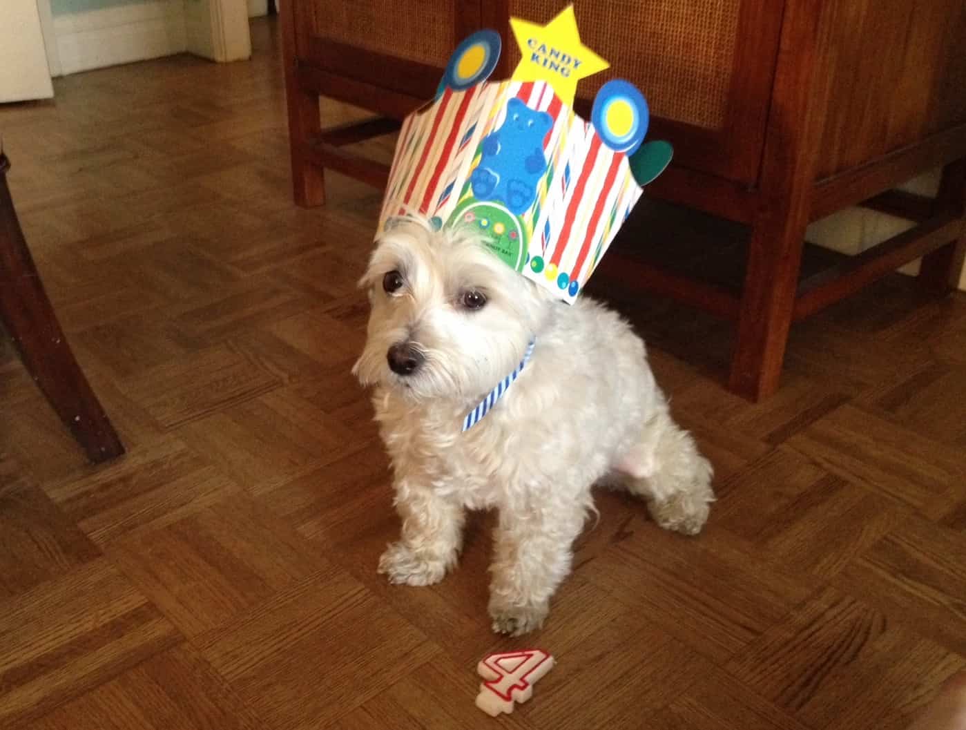 Holmes with his celebratory birthday hat.