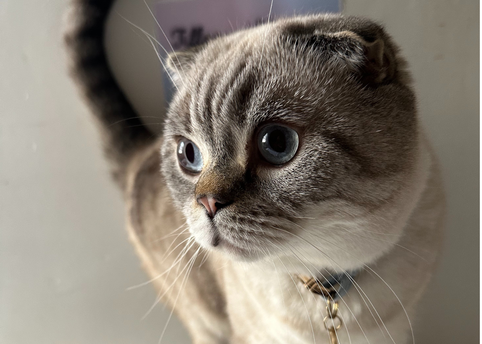 A shorthaired cat. 