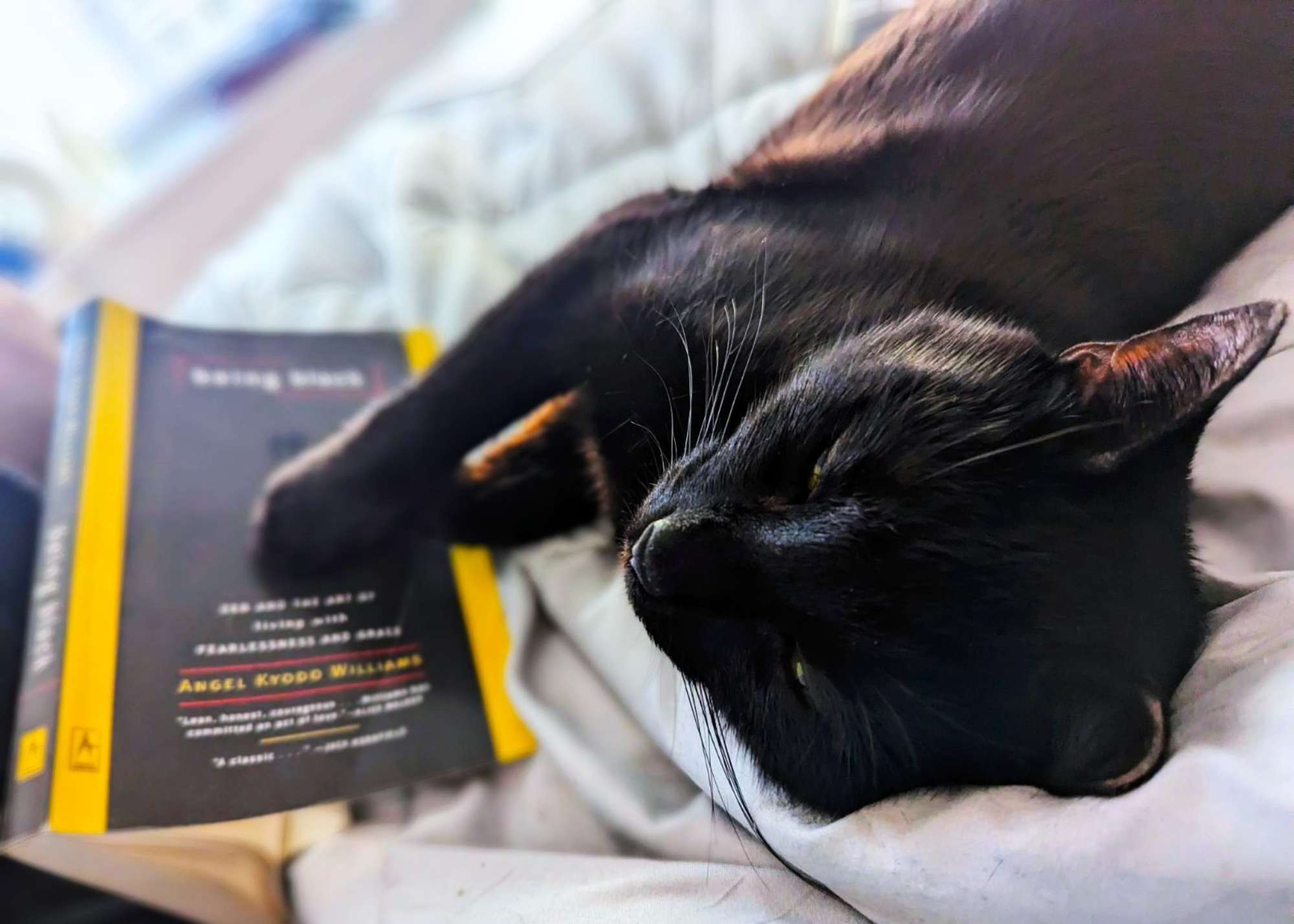 black cat next to a book