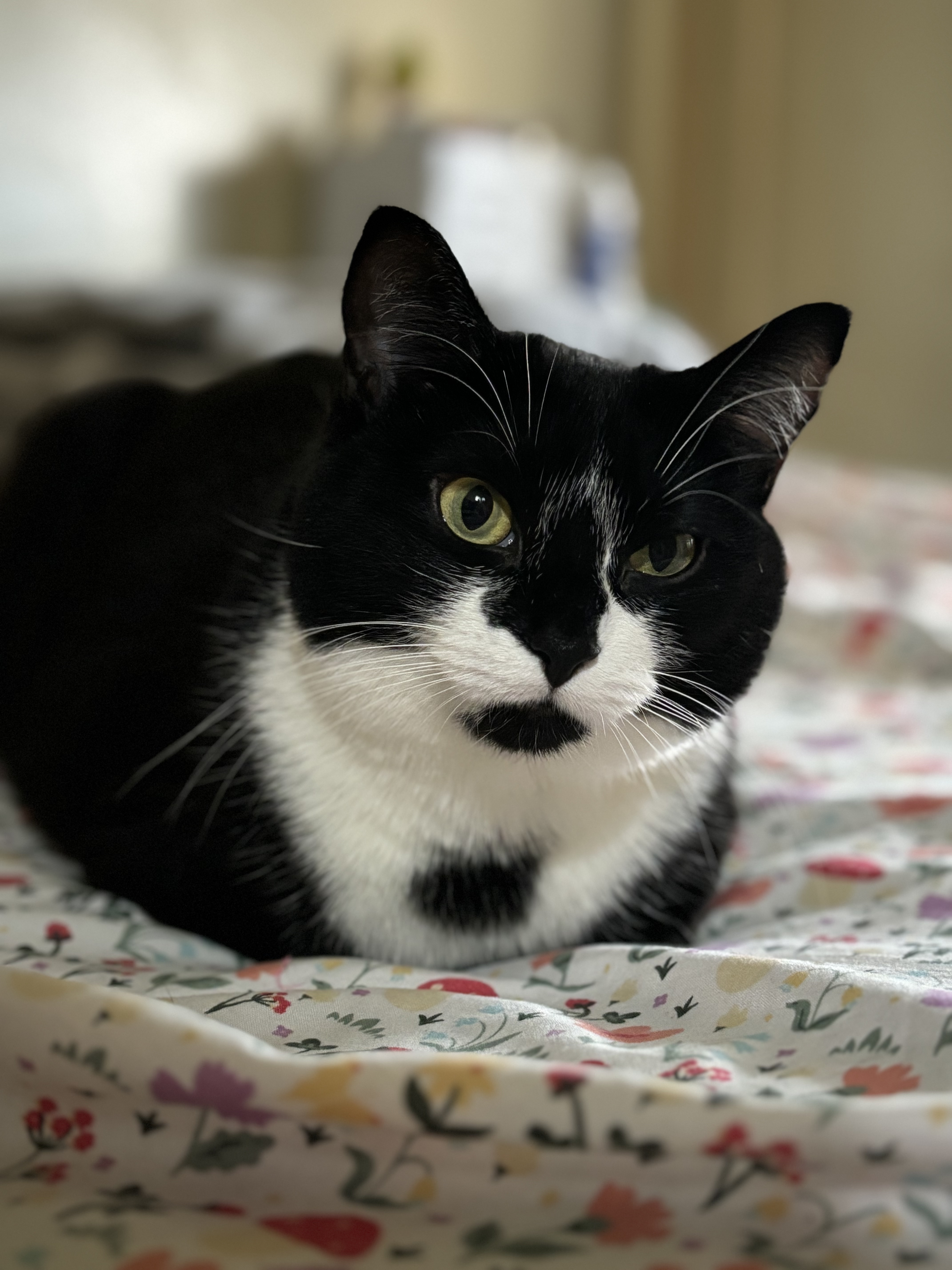 A black and white cat. 