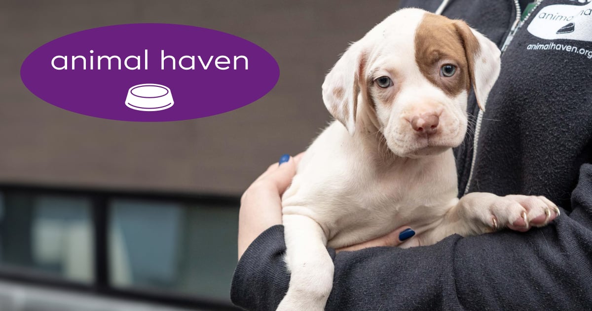 Haven store pet rescue